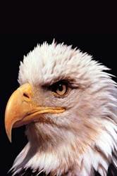 pic for Eagle2 320x480